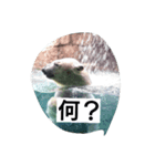 animal stanps（個別スタンプ：7）