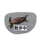 animal stanps（個別スタンプ：8）