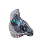 鳩（個別スタンプ：1）