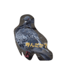 鳩（個別スタンプ：2）
