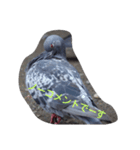 鳩（個別スタンプ：3）