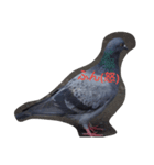 鳩（個別スタンプ：4）