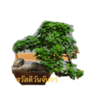 bonsai（個別スタンプ：1）