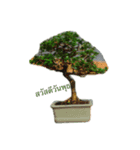 bonsai（個別スタンプ：3）