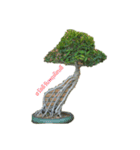 bonsai（個別スタンプ：4）