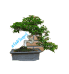 bonsai（個別スタンプ：5）