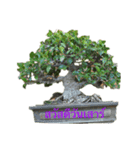 bonsai（個別スタンプ：6）