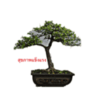 bonsai（個別スタンプ：8）