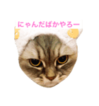 にゃんですと！（個別スタンプ：1）