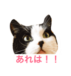 にゃんですと！（個別スタンプ：2）