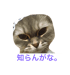 にゃんですと！（個別スタンプ：3）