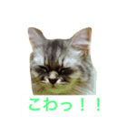 にゃんですと！（個別スタンプ：4）