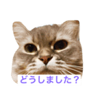 にゃんですと！（個別スタンプ：5）