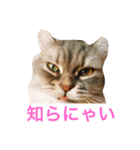 にゃんですと！（個別スタンプ：6）