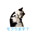 にゃんですと！（個別スタンプ：8）