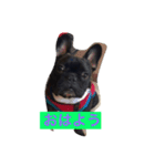 momo the frenchie！（個別スタンプ：2）