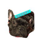 momo the frenchie！（個別スタンプ：3）
