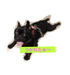 momo the frenchie！（個別スタンプ：4）