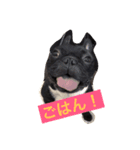 momo the frenchie！（個別スタンプ：6）