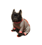 momo the frenchie！（個別スタンプ：8）