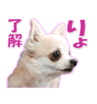 チワワ写真❤ワンコの心にほっこり笑❤大きめ（個別スタンプ：2）