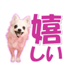 チワワ写真❤ワンコの心にほっこり笑❤大きめ（個別スタンプ：3）