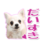 チワワ写真❤ワンコの心にほっこり笑❤大きめ（個別スタンプ：4）