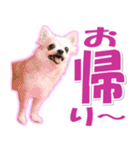チワワ写真❤ワンコの心にほっこり笑❤大きめ（個別スタンプ：5）