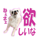 チワワ写真❤ワンコの心にほっこり笑❤大きめ（個別スタンプ：6）
