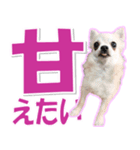 チワワ写真❤ワンコの心にほっこり笑❤大きめ（個別スタンプ：8）