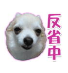 チワワ写真❤ワンコの心にほっこり笑❤大きめ（個別スタンプ：11）