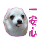 チワワ写真❤ワンコの心にほっこり笑❤大きめ（個別スタンプ：12）