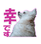 チワワ写真❤ワンコの心にほっこり笑❤大きめ（個別スタンプ：14）