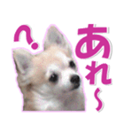 チワワ写真❤ワンコの心にほっこり笑❤大きめ（個別スタンプ：16）