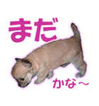 チワワ写真❤ワンコの心にほっこり笑❤大きめ（個別スタンプ：17）