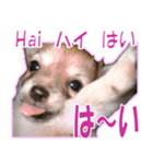 チワワ写真❤ワンコの心にほっこり笑❤大きめ（個別スタンプ：18）
