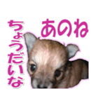 チワワ写真❤ワンコの心にほっこり笑❤大きめ（個別スタンプ：19）