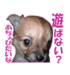 チワワ写真❤ワンコの心にほっこり笑❤大きめ（個別スタンプ：20）