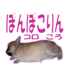チワワ写真❤ワンコの心にほっこり笑❤大きめ（個別スタンプ：21）
