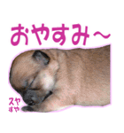 チワワ写真❤ワンコの心にほっこり笑❤大きめ（個別スタンプ：22）