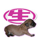 チワワ写真❤ワンコの心にほっこり笑❤大きめ（個別スタンプ：23）