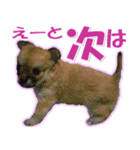 チワワ写真❤ワンコの心にほっこり笑❤大きめ（個別スタンプ：25）