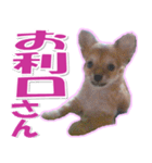 チワワ写真❤ワンコの心にほっこり笑❤大きめ（個別スタンプ：26）
