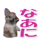 チワワ写真❤ワンコの心にほっこり笑❤大きめ（個別スタンプ：27）