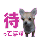 チワワ写真❤ワンコの心にほっこり笑❤大きめ（個別スタンプ：28）