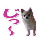 チワワ写真❤ワンコの心にほっこり笑❤大きめ（個別スタンプ：29）