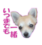 チワワ写真❤ワンコの心にほっこり笑❤大きめ（個別スタンプ：30）