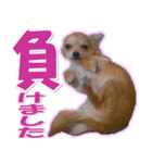 チワワ写真❤ワンコの心にほっこり笑❤大きめ（個別スタンプ：31）