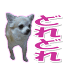チワワ写真❤ワンコの心にほっこり笑❤大きめ（個別スタンプ：33）