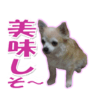 チワワ写真❤ワンコの心にほっこり笑❤大きめ（個別スタンプ：34）
